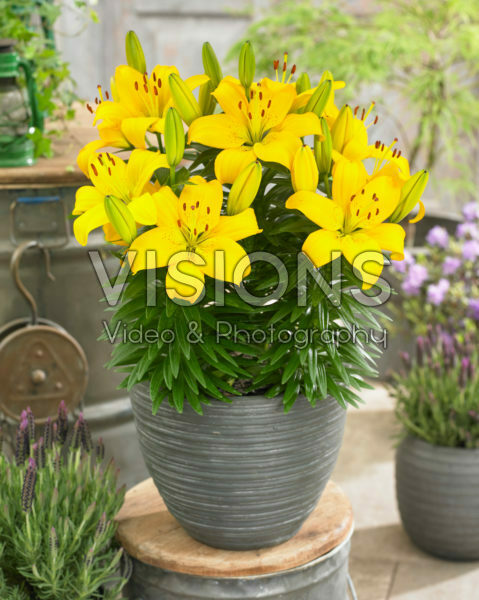 Лилия азиатская низкорослая Илсе